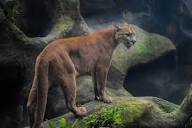 Vida silvestre en Santa Rosa